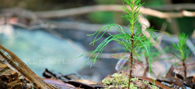 pine seedling