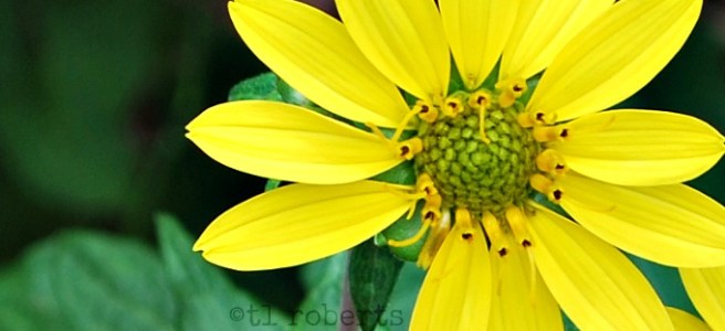 yellow daisy