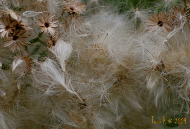 dandelion seeds