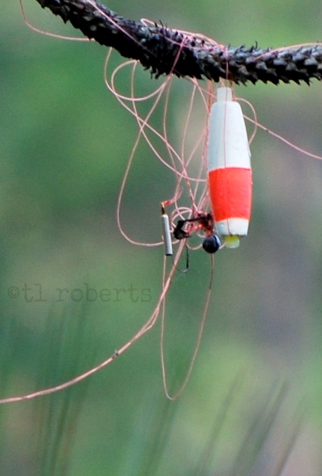 fishing lure tangled around tree limb