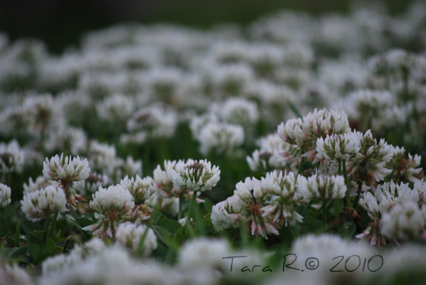 clover field