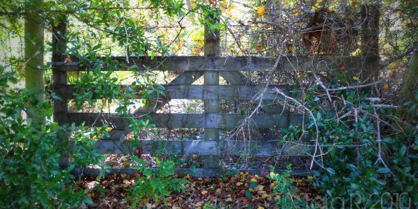 weathered wooden fence