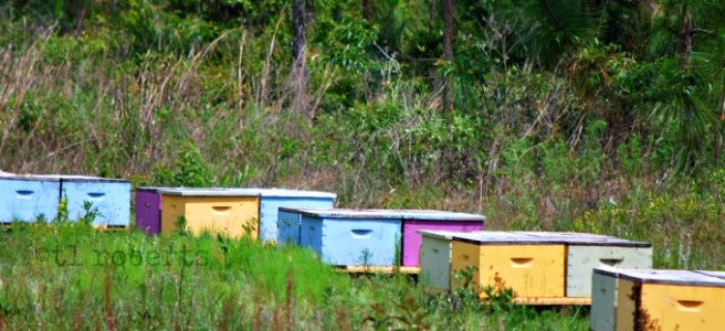 bee hives
