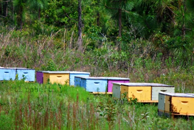 bee hives