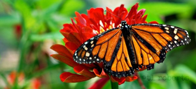 monarch butterfly on red milkweed
