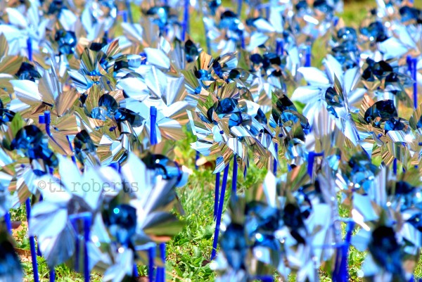 field of blue pinwheels