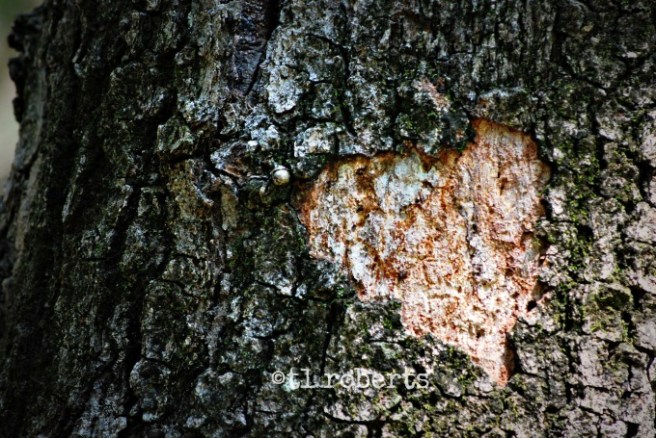 heart in bark of a tree