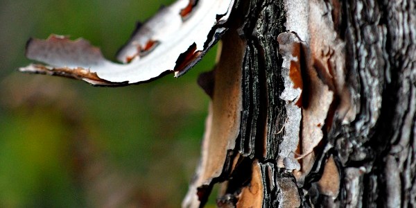 peeling pine bark