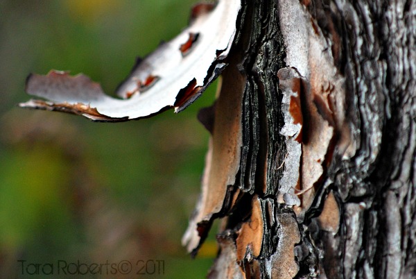peeling pine bark
