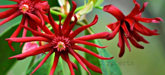 red anise flowers