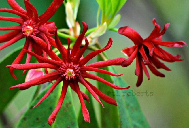 red anise flowers