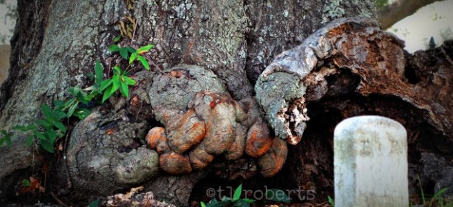 small grave maker under old tree