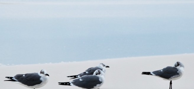 seagulls on the beach