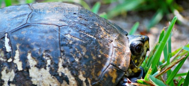 box turtle