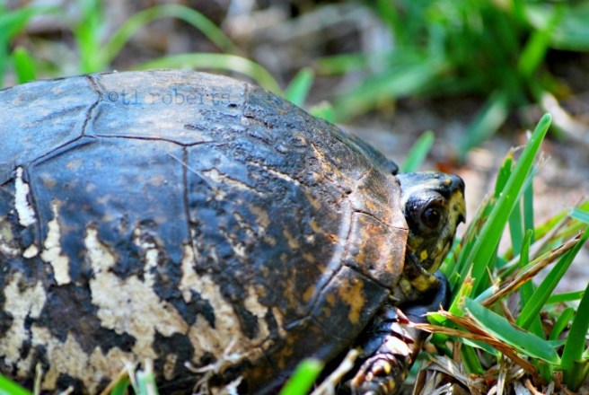 box turtle