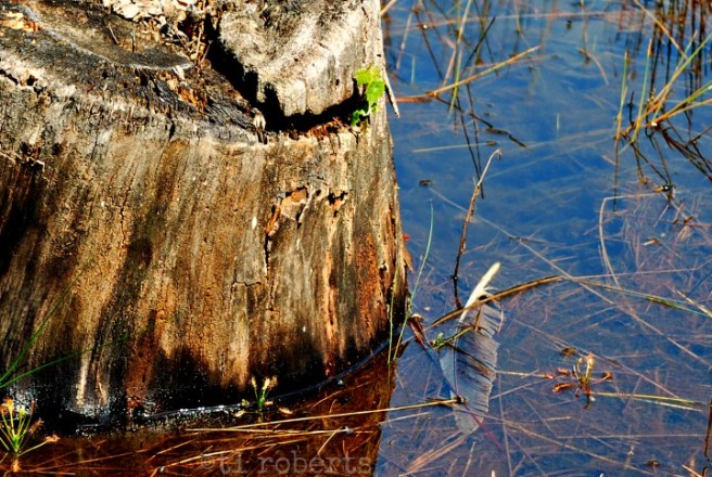 feather floating under water
