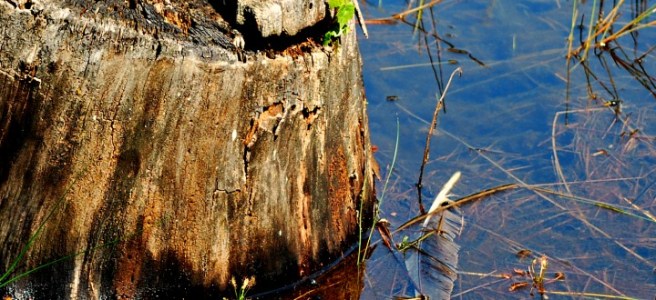 feather floating under water