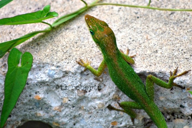 green lizard 