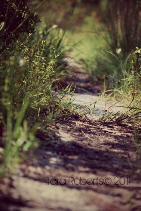 trail through tall grass