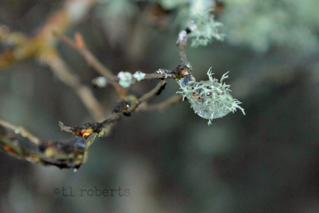 Ice drop on moss covered limb