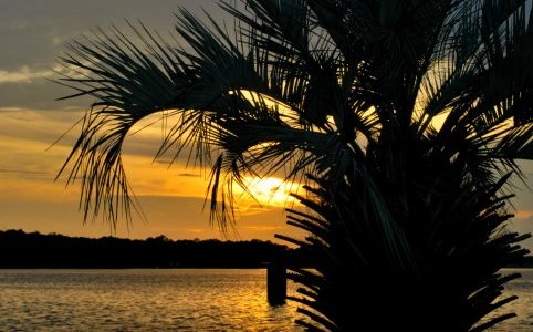 palm tree silhouette