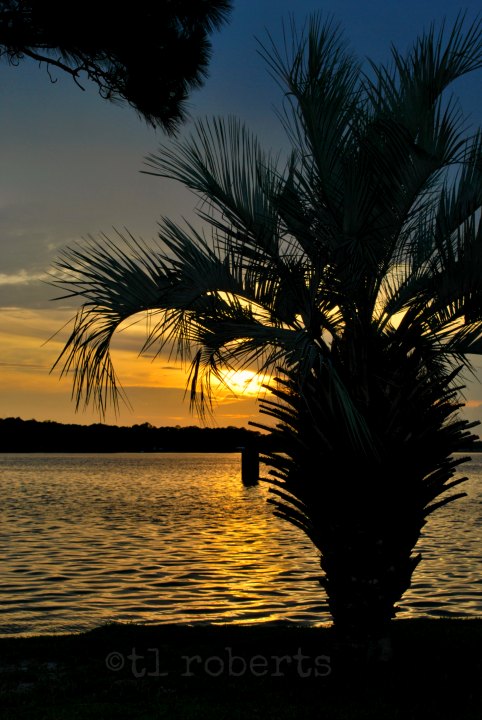 palm tree silhouette