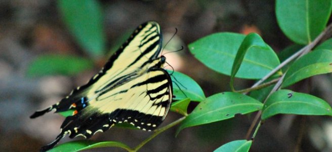 yellow swallowtail butterfly