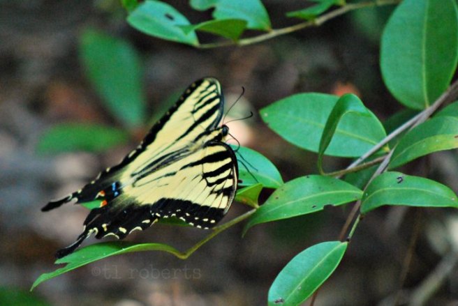 yellow swallowtail butterfly
