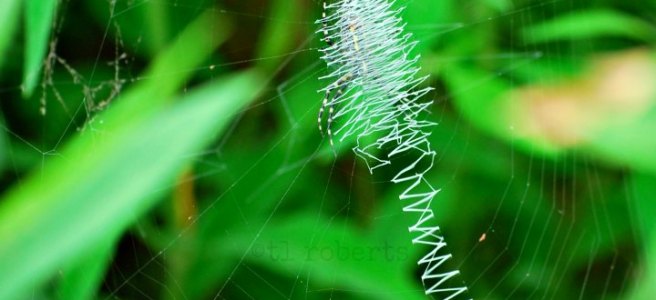 spiderweb zigzag pattern