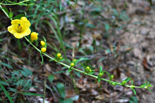 yellowgarland