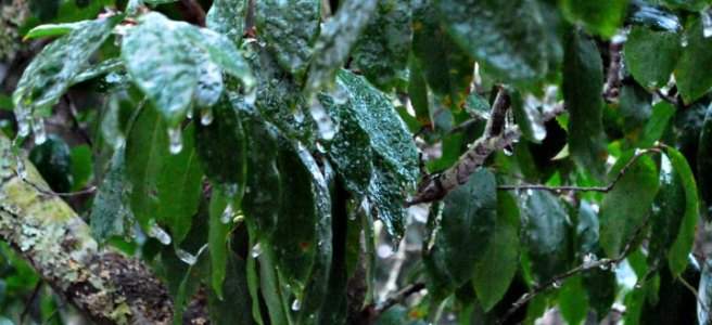 ice covered leaves