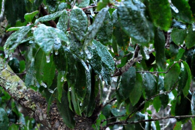 ice covered leaves