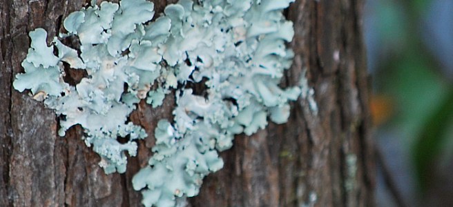 A moss heart in the side of a tree