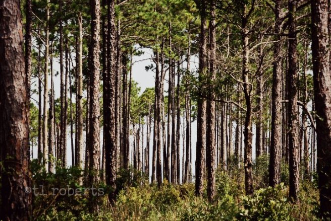 Pine forest