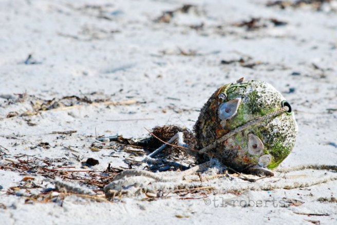 barnacle crusted buoy