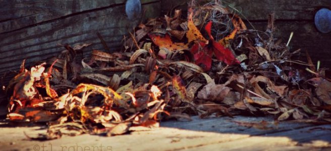 pile of dead leaves