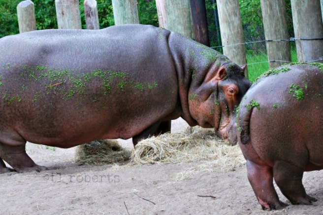 hippos at the zoo
