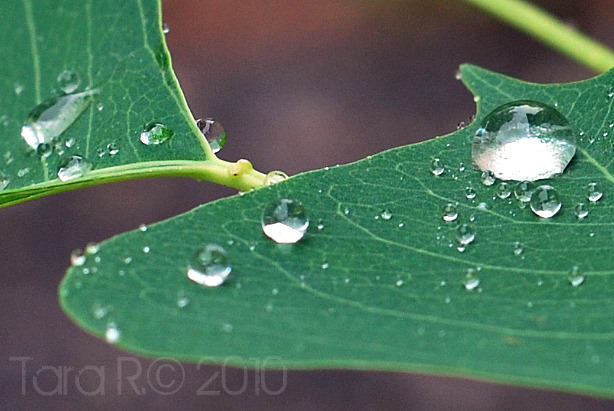 water droplet on green leaf