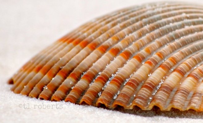 macro orange striped seashell