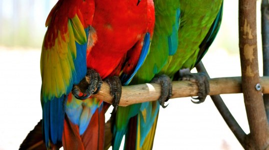 two parrots red and green