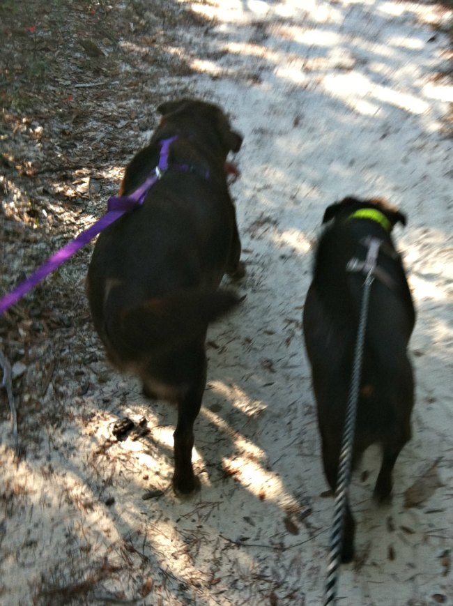 Black Labs walking