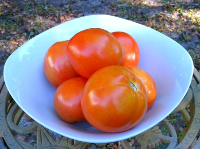 Bowl of homegrown tomatos