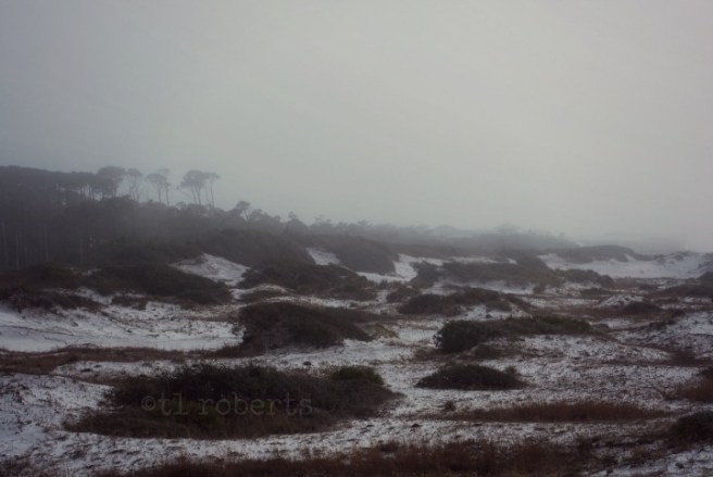 foggy beach landscape
