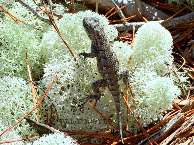 lizards on deer moss