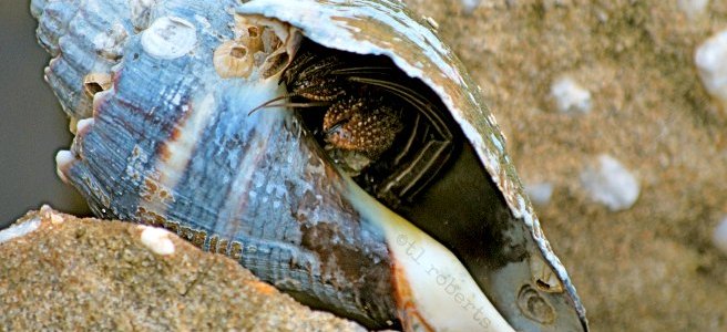 hermit crab in shell