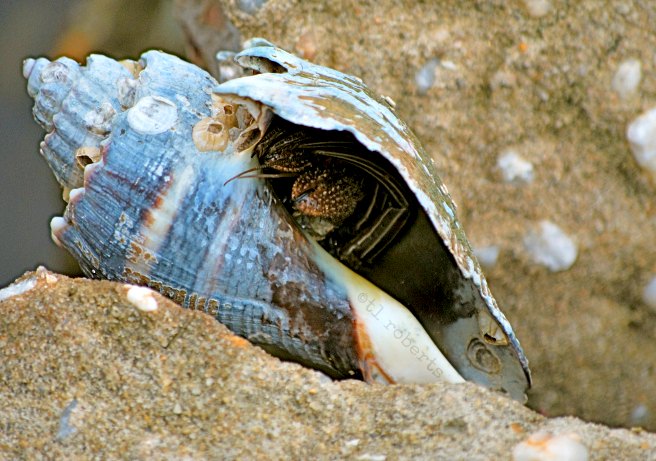 hermit crab in shell
