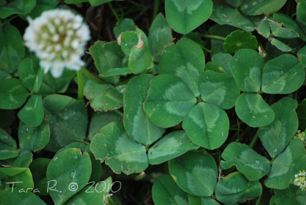 four leaf white clover