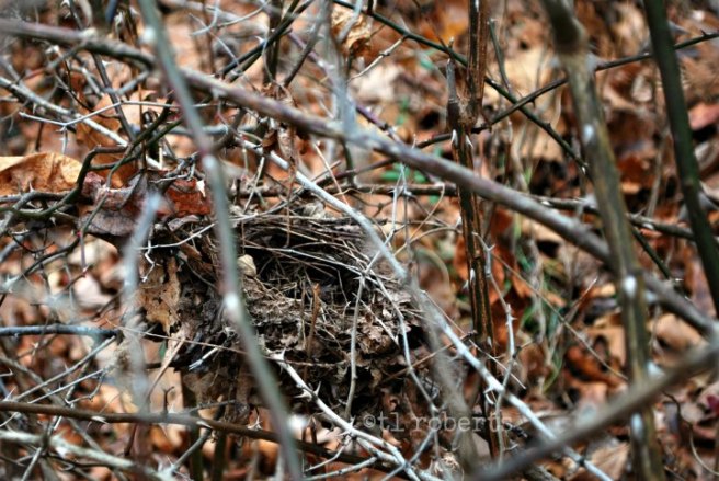 bird nest in brambles