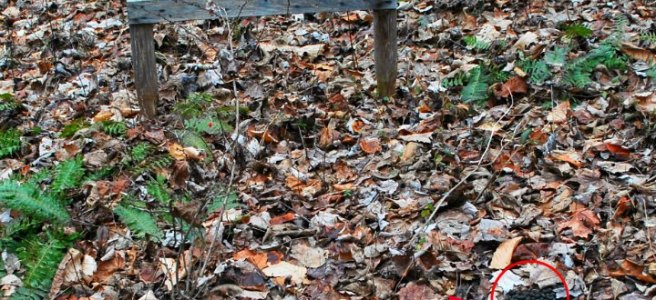 deer pellets, hunting target