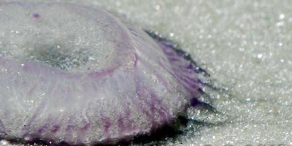 purple man'o'war jellyfish